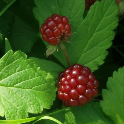 Княженика СУСАННА в Семее