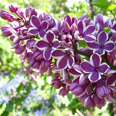 Сирень СЕНСАЦИЯ (привитая) в Семее