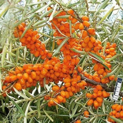 Облепиха ЧУЙСКАЯ в Семее
