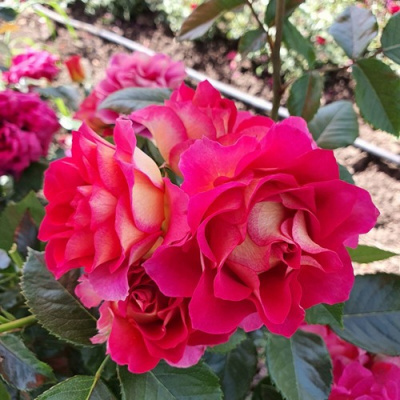 Роза БРЕРА флорибунда в Семее