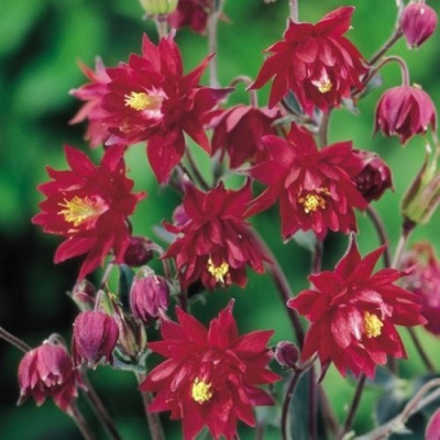 Аквилегия РУБИ ПОРТ обыкновенная в Семее