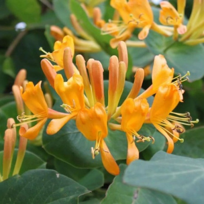 Жимолость ТЕЛЬМАНА в Семее