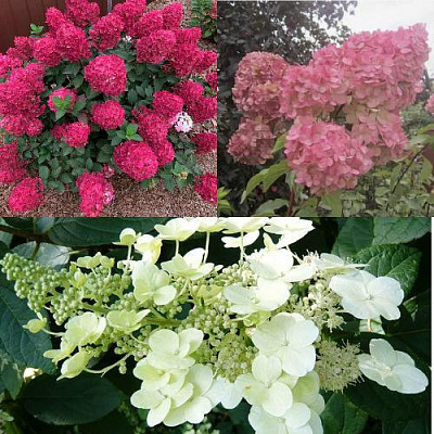 Комплект САД ЭМОЦИЙ в Семее