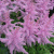Астильба ГИАЦИНТ Арендса в Семее