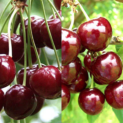 Комплект ОЧАРОВАНИЕ в Семее
