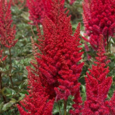 Астильба СКАЙСКРЕЙПЕР китайская в Семее