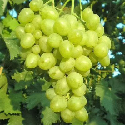 ВИНОГРАД СУПЕР ЭКСТРА (ЦИТРИН) в Семее