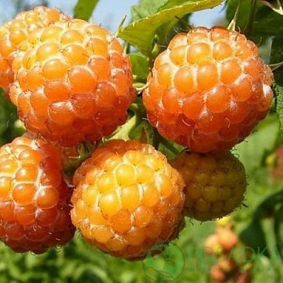 Малина КУМБЕРЛЕНД желтая в Семее