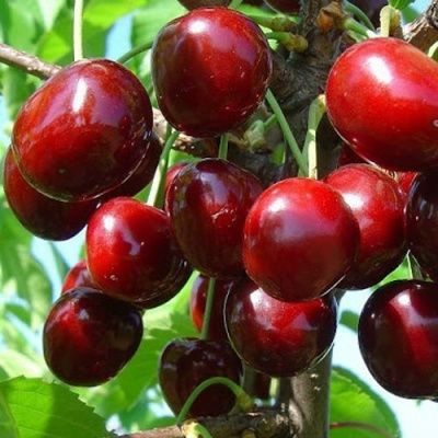 Черешня ДОНЕЦКАЯ КРАСАВИЦА в Семее