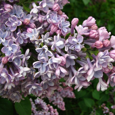 Сирень КОНДОРСЕ в Семее