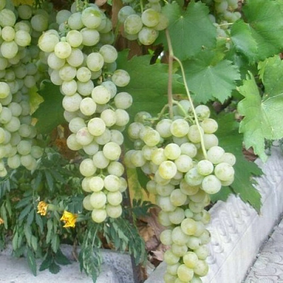 Виноград МУСКАТ ГОЛОДРЫГИ в Семее