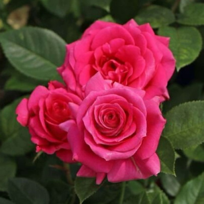 Роза ЛАВ ЛЕТТЕР флорибунда в Семее