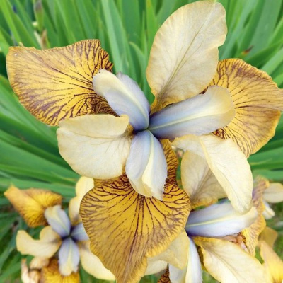 Ирис ФЛАЙИНГ ФИДДЛЗ сибирский в Семее