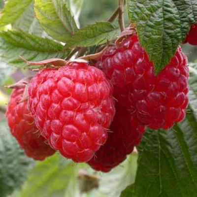 Малина ГЕРАКЛ в Семее