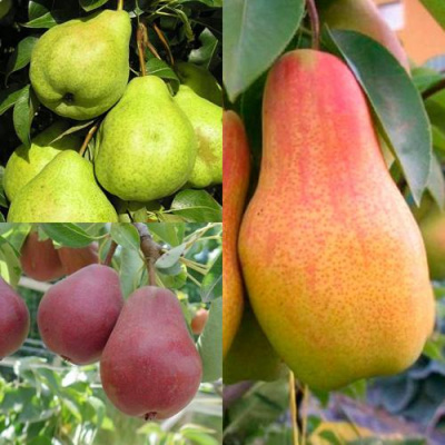 Комплект ГРУШЕВОЕ АССОРТИ в Семее