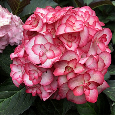 Гортензия Ю ЭНД МИ МИСС САОРИ крупнолистная в Семее