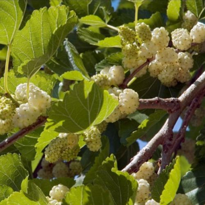 Шелковица БЕЛАЯ АЛЬБА в Семее