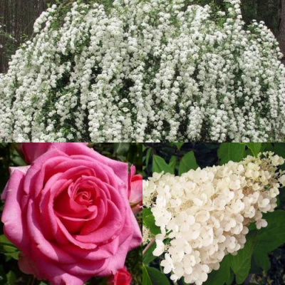 Комплект ВЕЧНАЯ КЛАССИКА в Семее