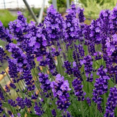 Лаванда ХИДКОТ БЛЮ узколистная в Семее