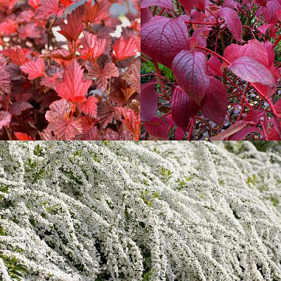 Комплект ЖИВАЯ ИЗГОРОДЬ в Семее