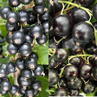 Комплект ЧЕРНАЯ СИЛА в Семее