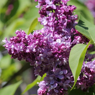 Сирень ИЗОБИЛИЕ в Семее