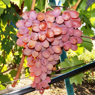Виноград РУМБА в Семее