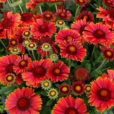 Гайлардия АРИЗОНА РЕД ШЕЙДС в Семее