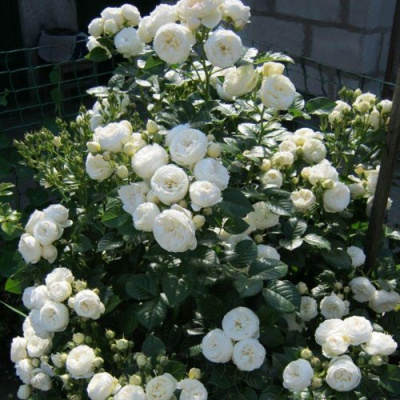 Роза АРТЕМИС шраб в Семее