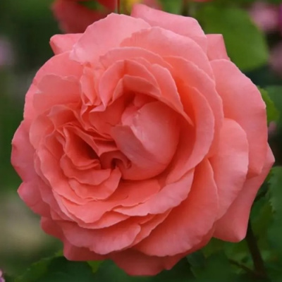 Роза ДИ ДИ БРИДЖУОТЕР плетистая в Семее