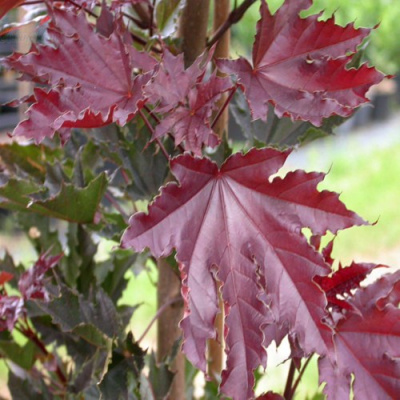 Клен КРИМСОН СЕНТРИ остролистный в Семее