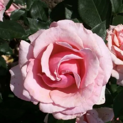 Роза ПОЭЗИЯ флорибунда в Семее