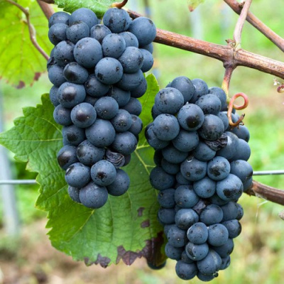 Виноград ПИНО НУАР (ПРЕКОСЕ) в Семее