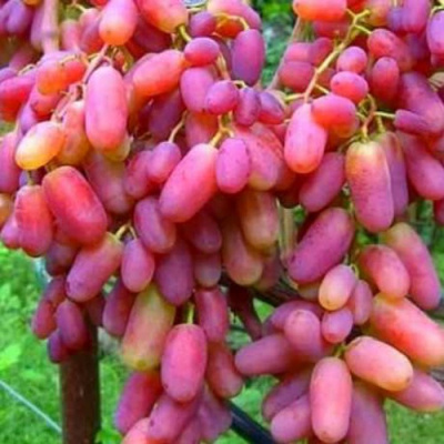 Виноград ЮЛИАН в Семее