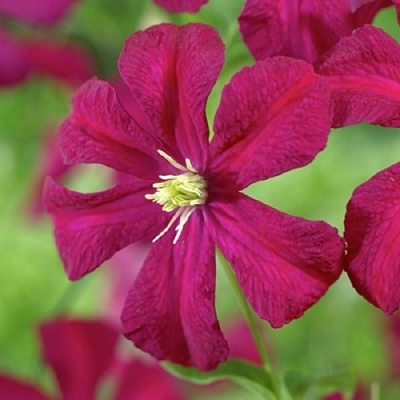 Клематис МАДАМ ДЖУЛИЯ КОРРЕВОН в Семее