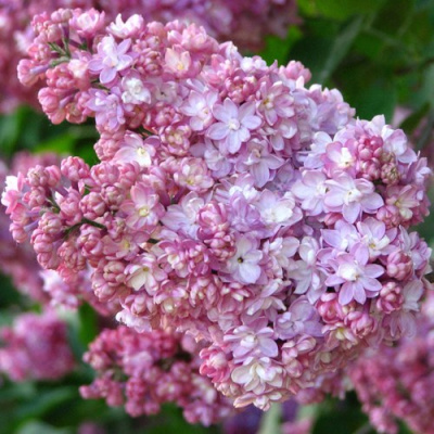 Сирень ПАМЯТЬ О ВЕХОВЕ в Семее