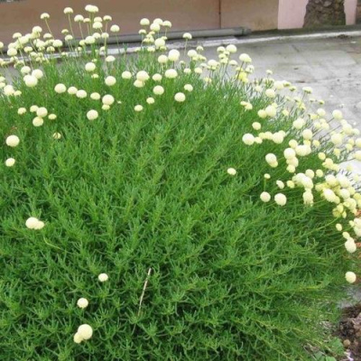 Сантолина зеленеющая в Семее