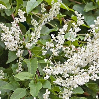 Фаллопия АУБЕРТА в Семее