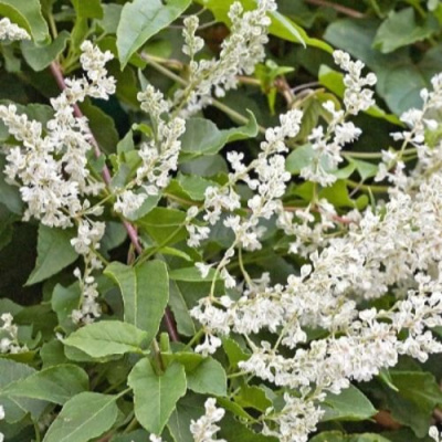 Фаллопия АУБЕРТА в Семее