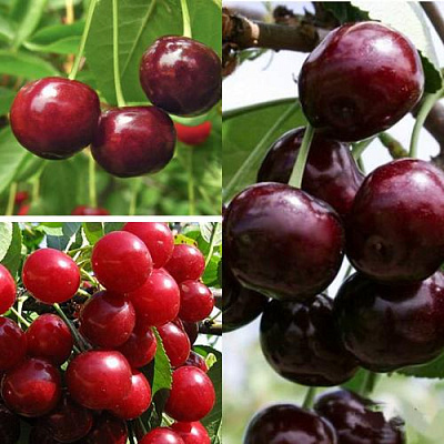 Комплект ВИШНЕВЫЙ САД в Семее