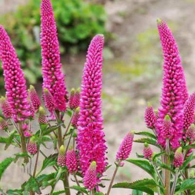 Вероника ФЕРСТ ЛАВ длиннолистная в Семее