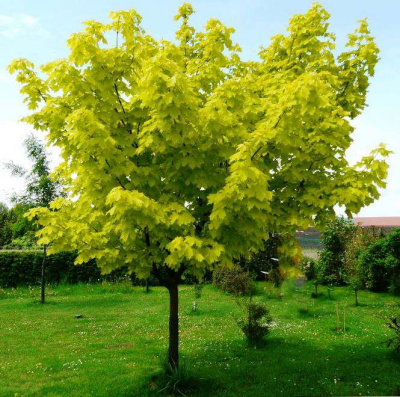 Клен ПРИНСЕТОН ГОЛД остролистный в Семее