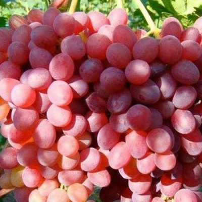Виноград КИШМИШ КРАСНЫЙ в Семее