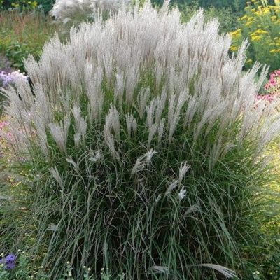 Мискантус КЛЯЙН СИЛЬБЕРСПАЙН китайский  в Семее