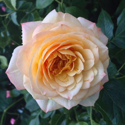 Роза АБЕЙ ДЕ СЕНТ-АМАН шраб в Семее