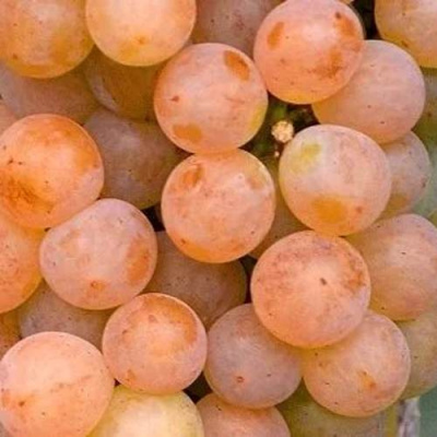 Виноград ПЛАТОВСКИЙ в Семее