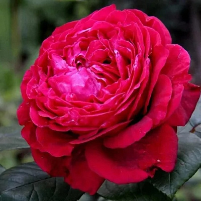 Роза 4 ВЕТРОВ флорибунда в Семее