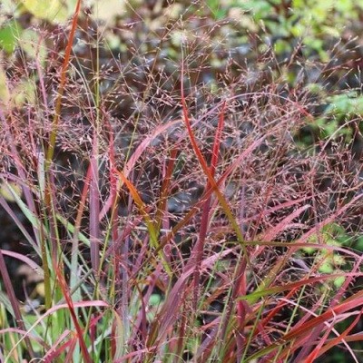 Просо РЕБРАУН прутьевидное в Семее