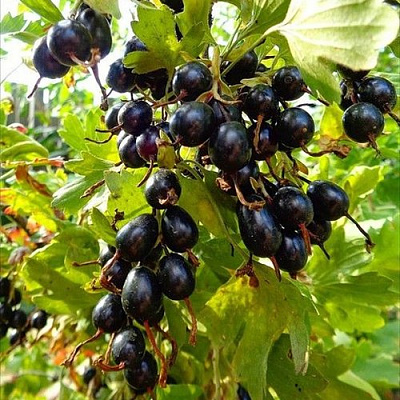 Смородина золотистая ОВАЛЬНАЯ в Семее