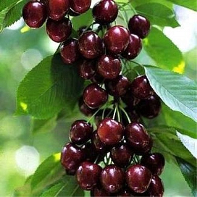 Черешня УДИВИТЕЛЬНАЯ в Семее